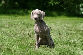 Weimaraner Wallpaper My Doggy Rocks