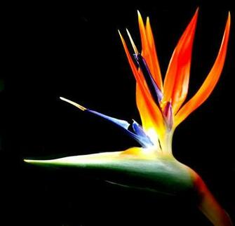 Audrey Allure Sunday Flowers Birds Of Paradise