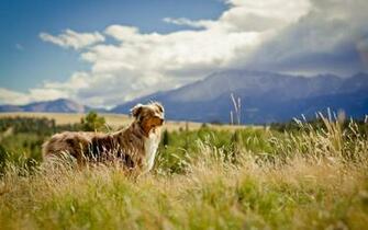 Beautiful Australian Shepherd Wallpaper Px