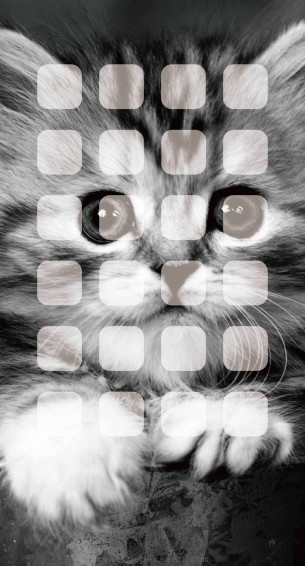 Cat iPhone Wallpaper