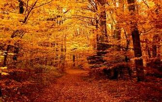 Autumn Forest Wallpaper Desktop Background