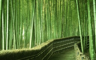 High Resolution Bamboo Plant Background HD Nature Wallpaper