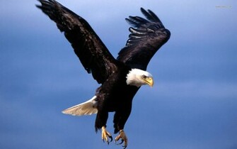 Wallpaper Bald Eagle