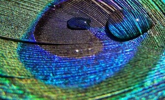 Wallpaper Of Peacock Feathers HD
