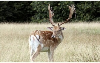 Source Url Picstopin Whitetail Wallpaper