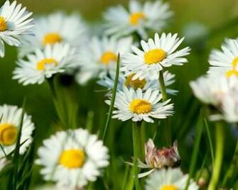 Spring Daisy Flowers Hq Wallpaper