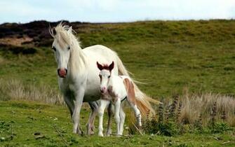 Beautiful Wallpaper White Horse