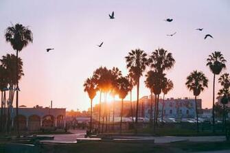 The Low Energy Mornings Of Venice Bea HD Photo By Ash Edmonds