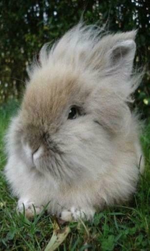 Bigger Furry Bunny Live Wallpaper For Android Screenshot