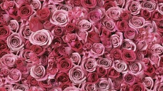Fotos Lindas Flores Super Wallpaper