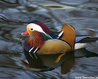 Duck Wallpaper Mandarin And Mallard Ducks
