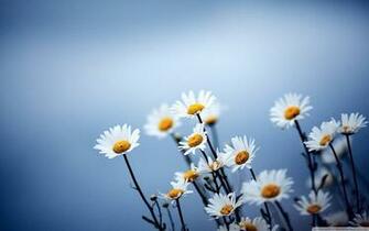 Simple Flower Desktop Wallpaper Top