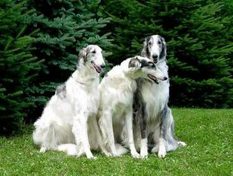 Borzoi Dog Wallpaper Animals Library