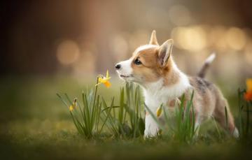 Wallpaper Dog Spring Puppy Image For Desktop Section