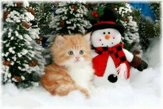 Christmas Kitten Wallpaper