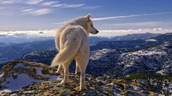 White Wolf HD Wallpaper Desktop