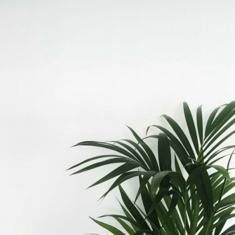 Minimalist Plant Wallpaper On