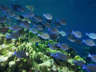 Colorful Coral Reef Fish Wallpaper HD Background Desktop