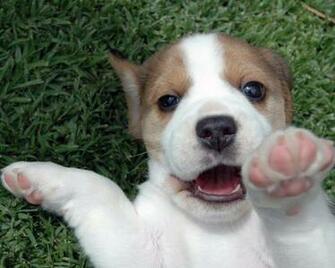 Visit Amazon For Great Beagle Merchandise Terrific Gifts