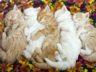 Cute Kitten Desktop Wallpaper Car Pictures
