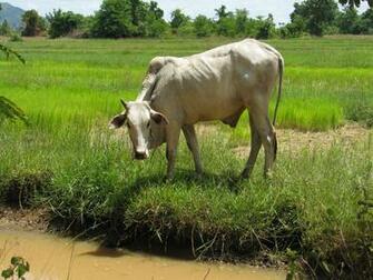 Cows Desktop Wallpaper For HD Widescreen And Mobile