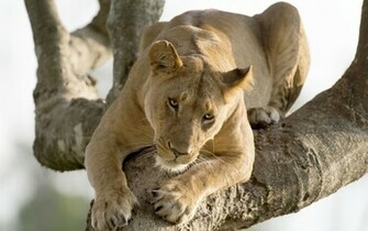 Lioness Wallpaper