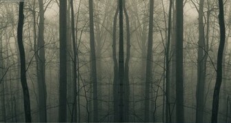 Dark Forest Background