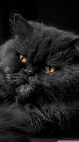 Beautiful Persian Cat Ultra HD Desktop Background Wallpaper For 4k