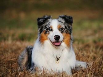 Australian Shepherd Cool Wallpaper