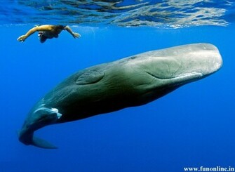 Whale Wallpaper Killer And Blue Whales HD