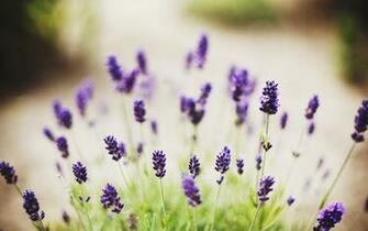 Lavender Flowers Desktop Background Wallpaper High Definition
