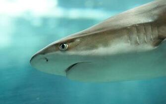 Shark Windows Theme Themepack Me