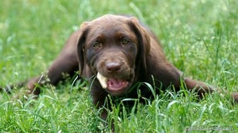 Labrador Center Retriever Desktop And Background Image