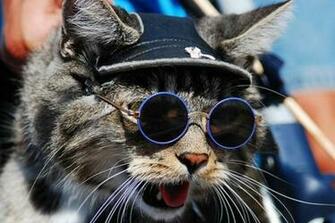 The Cat To Wear A Pair Of Glasses These Cats Have An Eye For Fashion