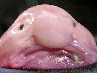 Blob Fish On Jimgaffigan Do You Think I D Taste Good