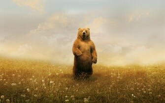HD Grizzly Bear Wallpaper W