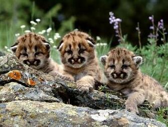 Mountain Lion Cubs Screensaver Screensavers