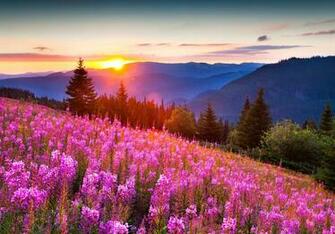 Wallpaper Nature Mountains Flowers Forests Scenery