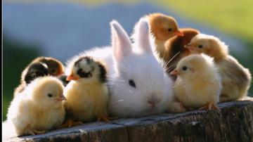 Cute Baby Animal Wallpaper For