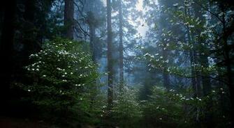 Sequoia National Park Hq Wallpaper
