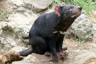 Tasmanian Devil Desktop Wallpaper And Mobile
