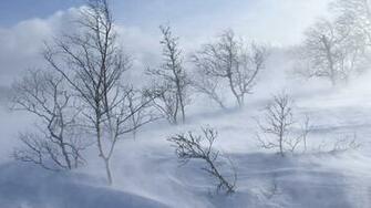 Wallpaper Trees Mountains Blizzard Snow Wind