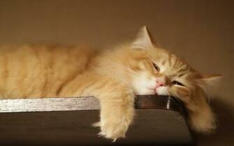 Funny Lazy Cat HD Desktop Wallpaper 4k