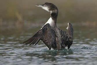 Common Loon Pictures Wallpaper Of