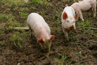 Pig Piglet Photos Wallpaper Desktop Background