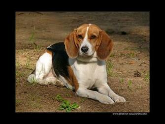 Beagle Dogs Wallpaper