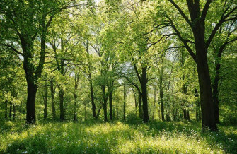 Wallpaper Aesthetic Green