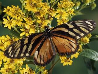 By Leo Category Butterflies Resolution S