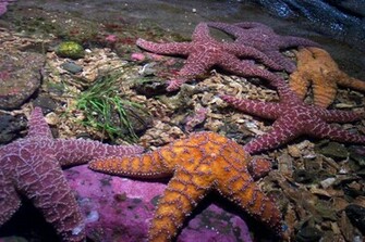 Starfish Wallpaper Background