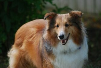 Sheltie Breed Dog Red Color Wallpaper And Image